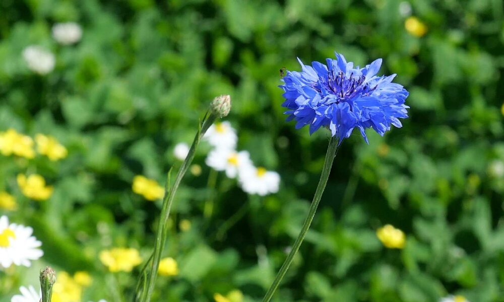 Un bleuet dans un champ, à La Gacilly