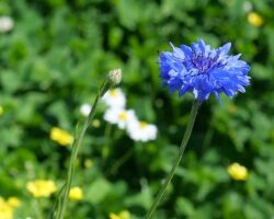 Un bleuet dans un champ, à La Gacilly