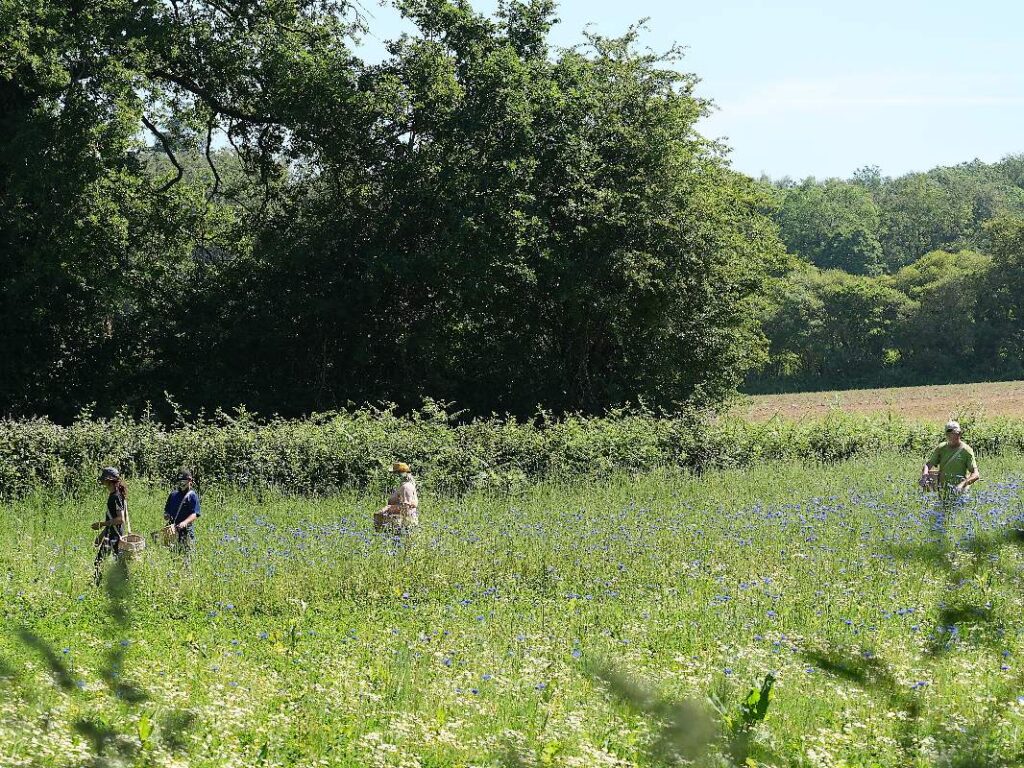 La cueillette des bleuets à La Gacilly