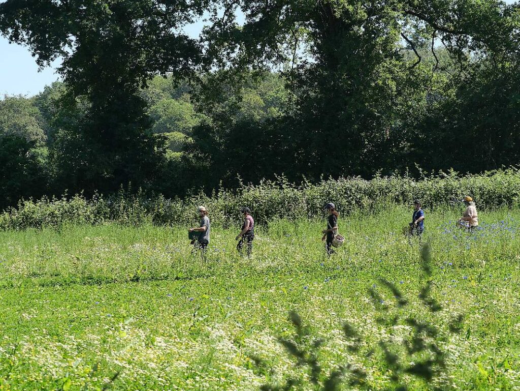 Les cueilleurs de Bleuets
