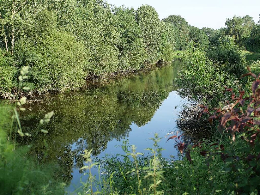 végétation abondante au bord du fleuve