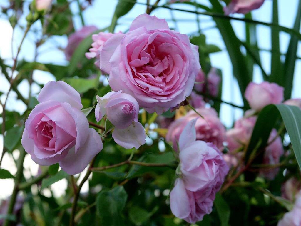 roses à l'écluse de Malon
