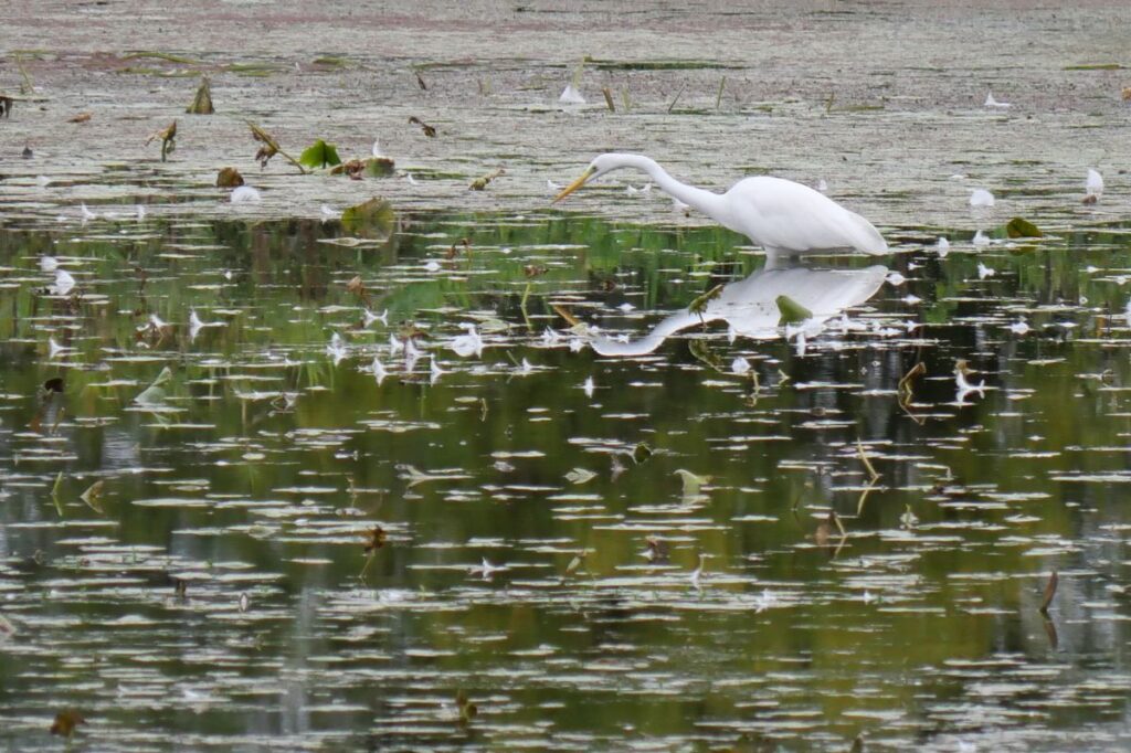 Une aigrette Garzette sur la Vilaine, à Langon
