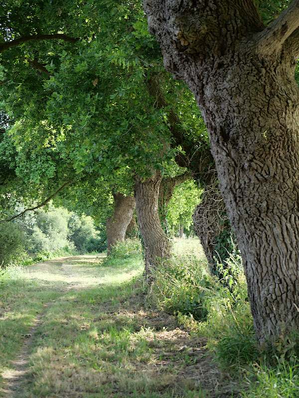 Les chênes en bord de Vilaine