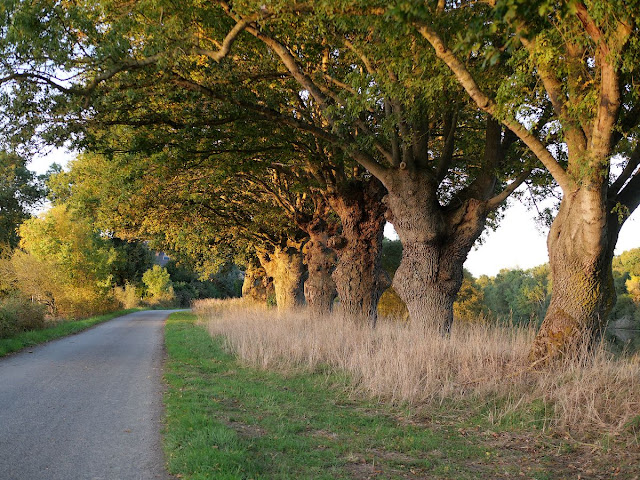 chênes au bord de la route et de la Vilaine, à Langon