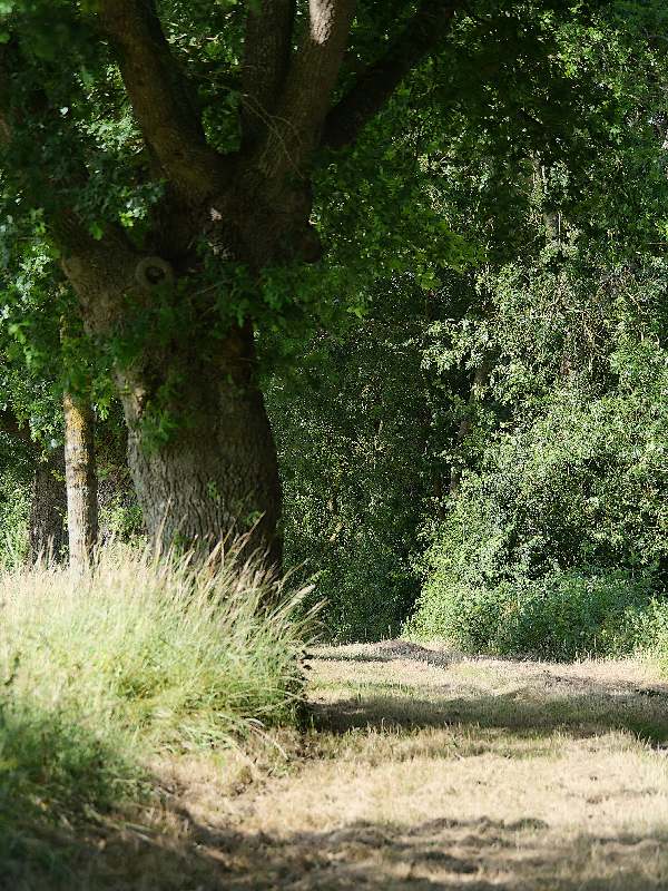 Les chênes en bord de Vilaine, à Langon