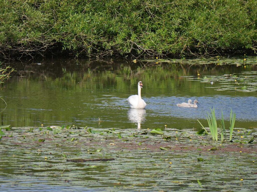 Une mère cygne et ses cygneaux, à l'embouchure de la Chère et de la Vilaine