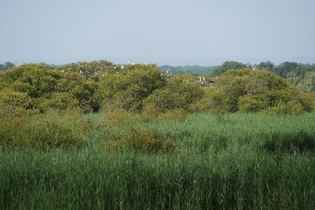 Oiseaux dans le marais de Gannedel