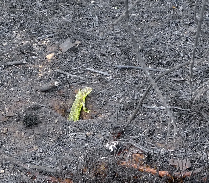 Lézard vert après l'incendie de Cojoux