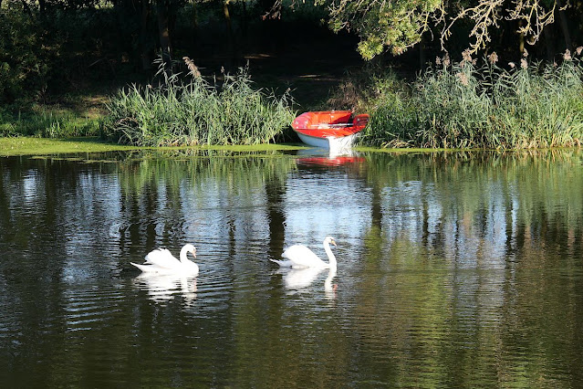 Une barque, à Pierric, deux cygnes passent devant