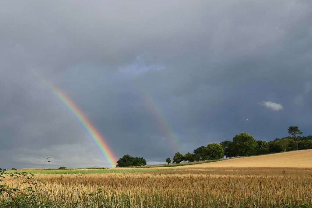 arc-en-ciel au dessus d'un champ de blé