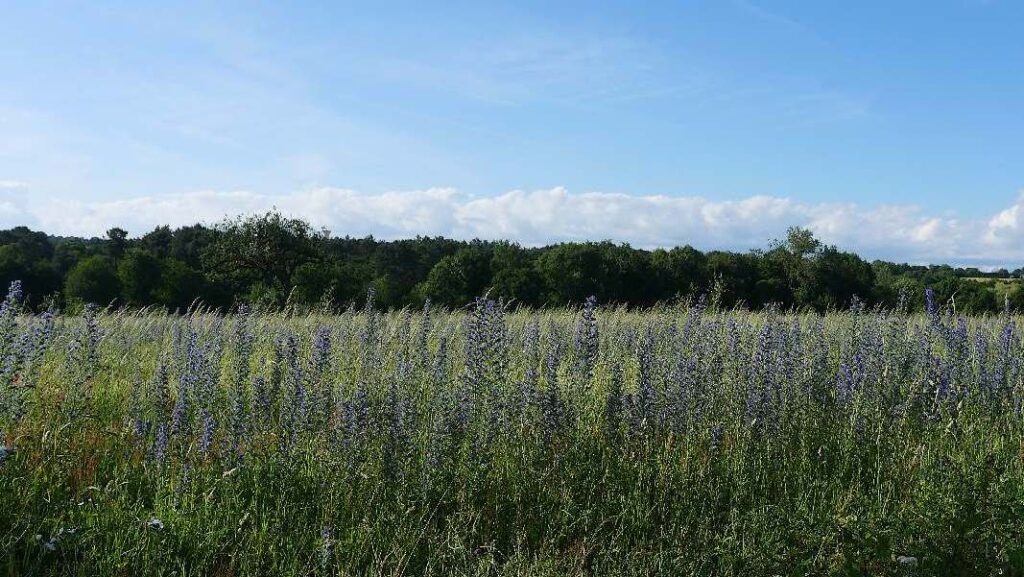 champ bleu à Langon