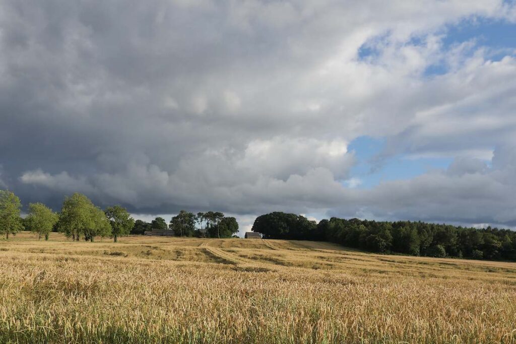 Le ciel se couvre, orage sur champ de blé