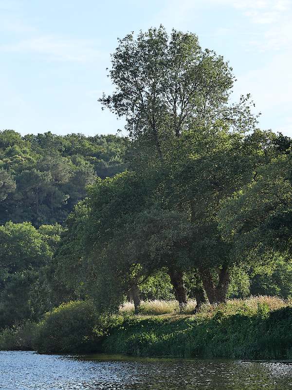 chênes en bord de Vilaine à Langon