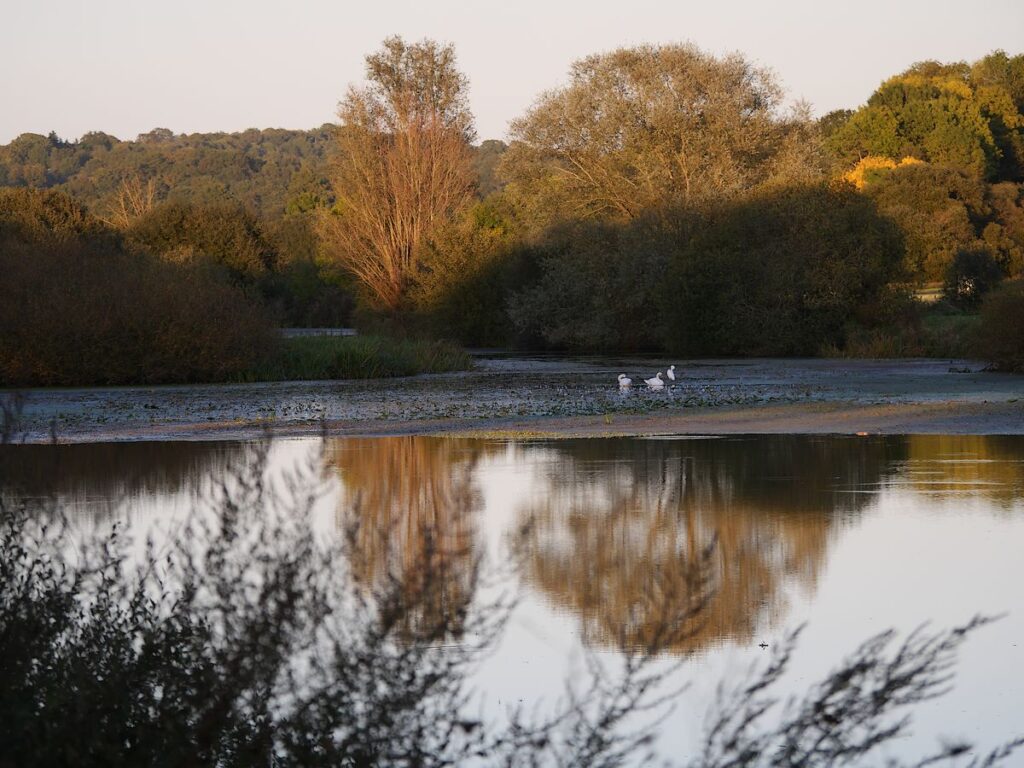 Cygnes à l'embouchure de la Chère et de la Vilaine