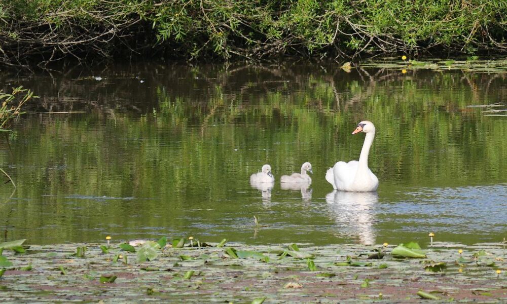 une mère cygne et ses deux cygneaux, à Langon