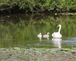 une mère cygne et ses deux cygneaux, à Langon