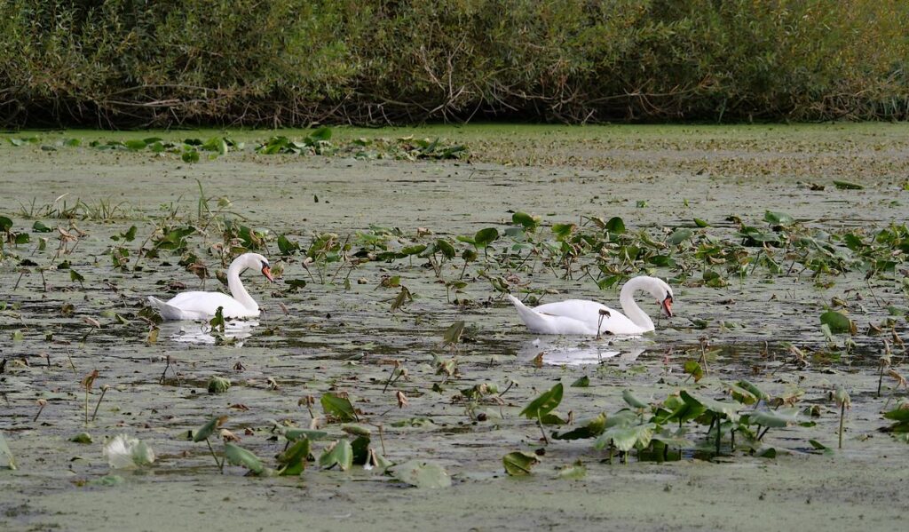 Deux cygnes à l'embouchure de la Chère et de la Vilaine