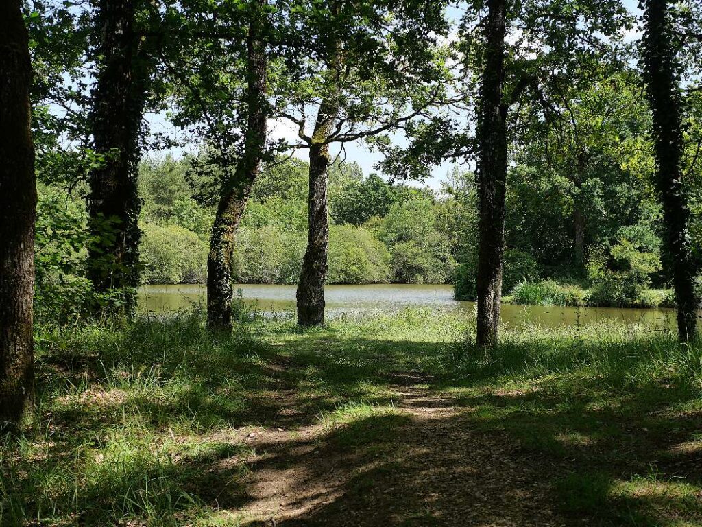 Sous-bois à L'étang des Quatre vents, à Pipriac