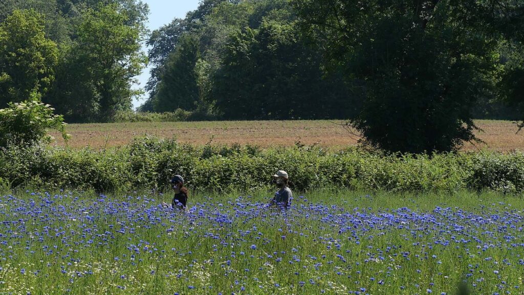 récolte bleuets à la Gacilly