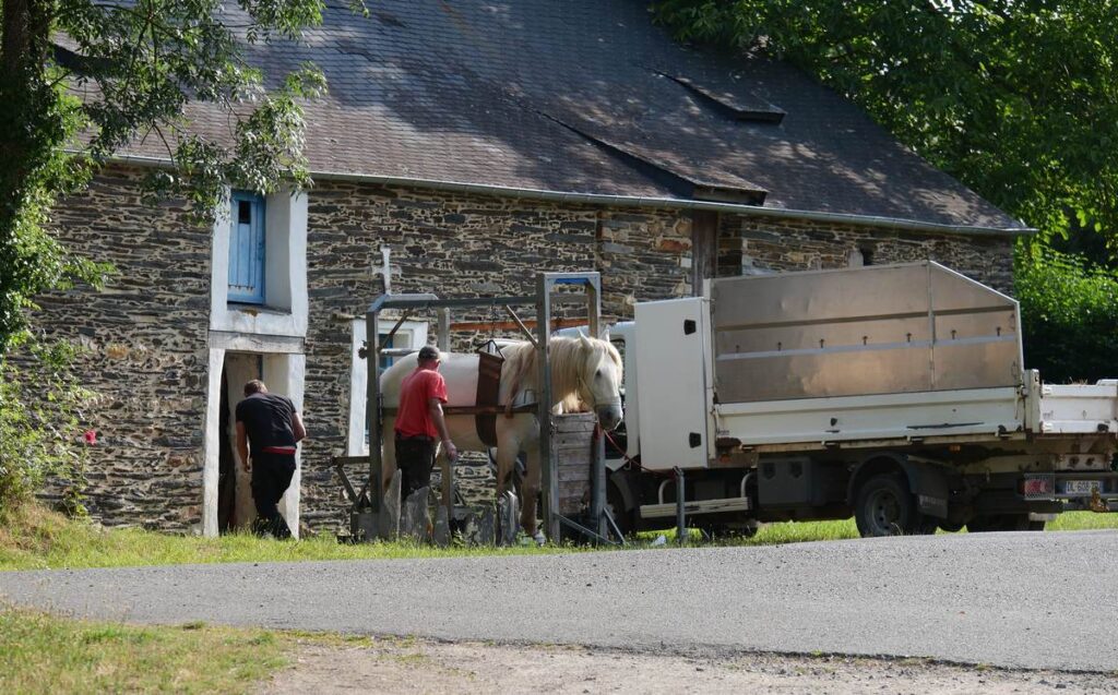 Athena, jument mulassière du Poitou, se fait soigner les pieds