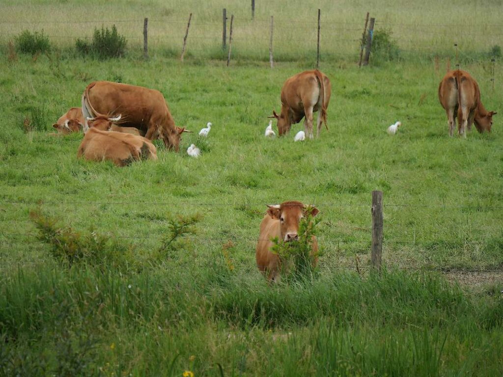 hérons pique-boeufs et vaches nantaises