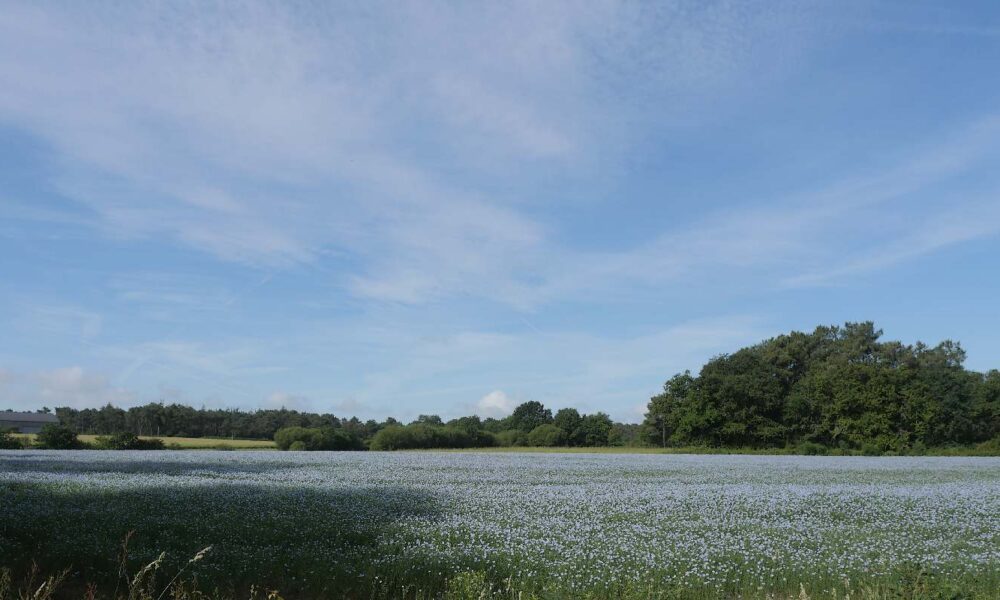 Champ de lin à Langon