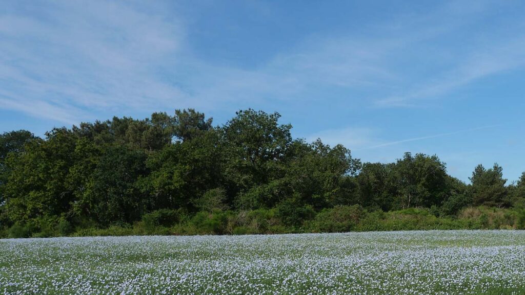 champ de lin à Langon