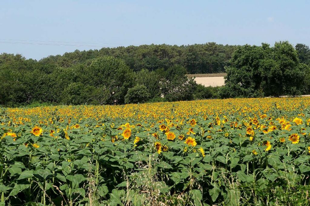 tournesols à Langon
