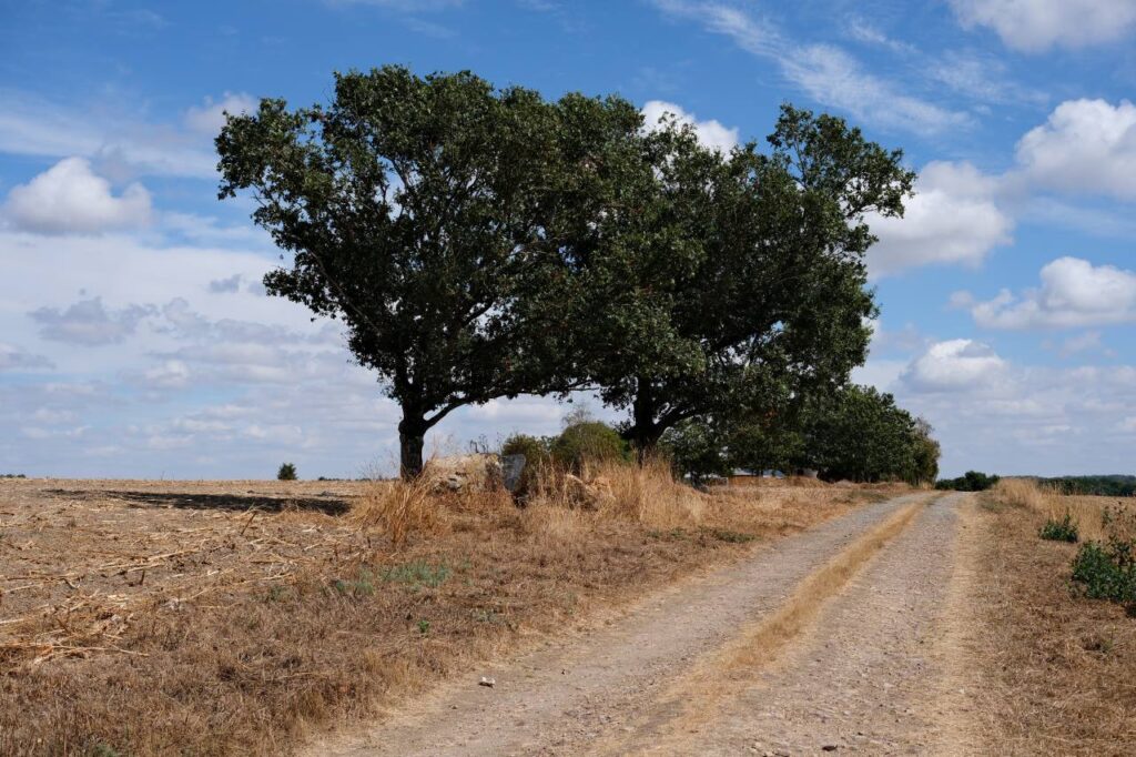 Alignement de mégalithes peu visibles au bord d'un chemin à la Forgerais