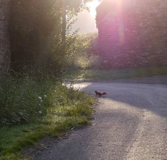 Un écureuil à Bresquemin