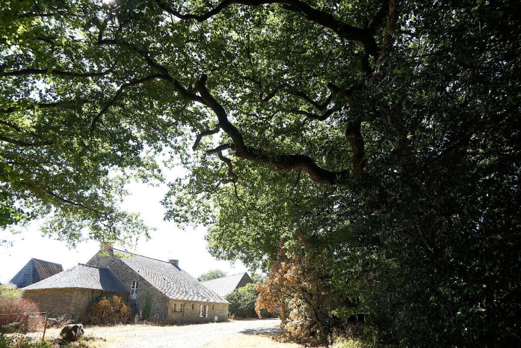 Le chêne d'Allerac, à Saint-Just (35)