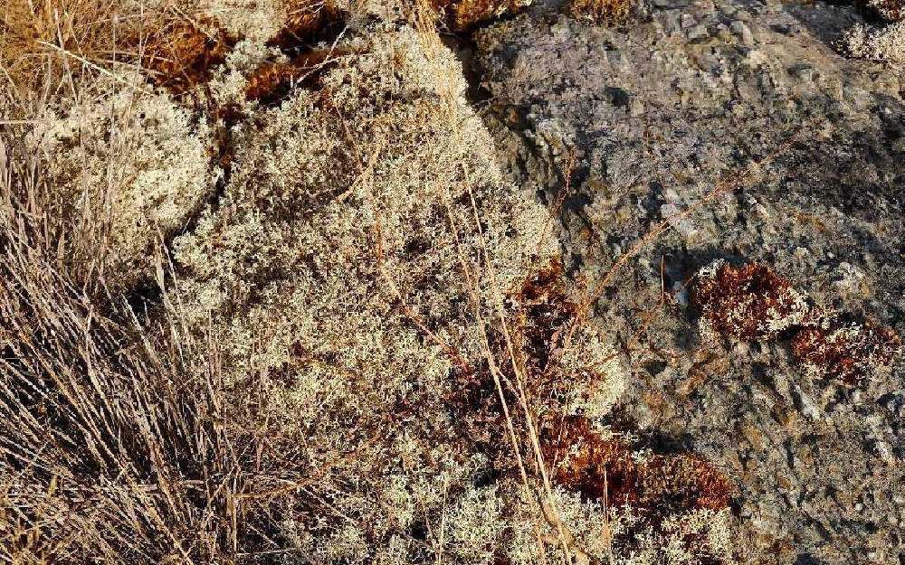 lichens desséchés aux mégalithes de Gremel, à Saint Just, en août 2026