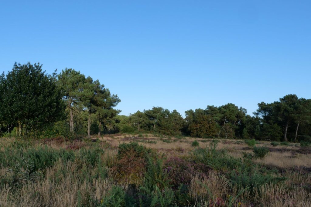 La lande du site mégalithique de Gremel en fin de soirée