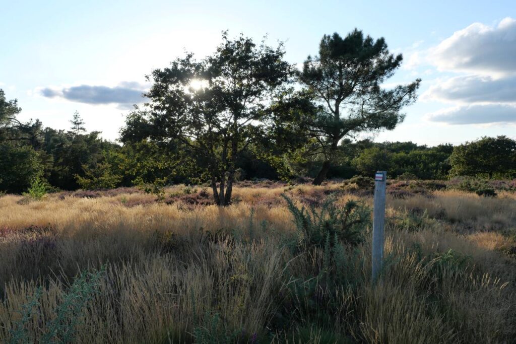 La lande du site mégalithique de Gremel
