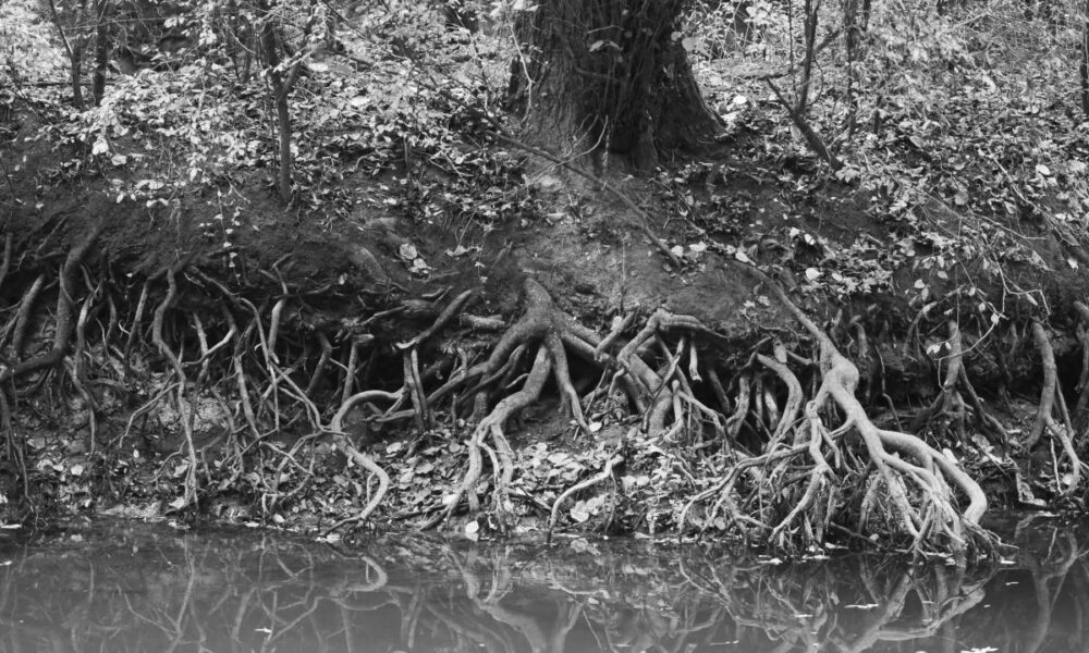 Arbres le long du Don, à Guémené-Penfao. Les racines plongent désespérément...