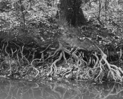 Arbres le long du Don, à Guémené-Penfao. Les racines plongent désespérément...