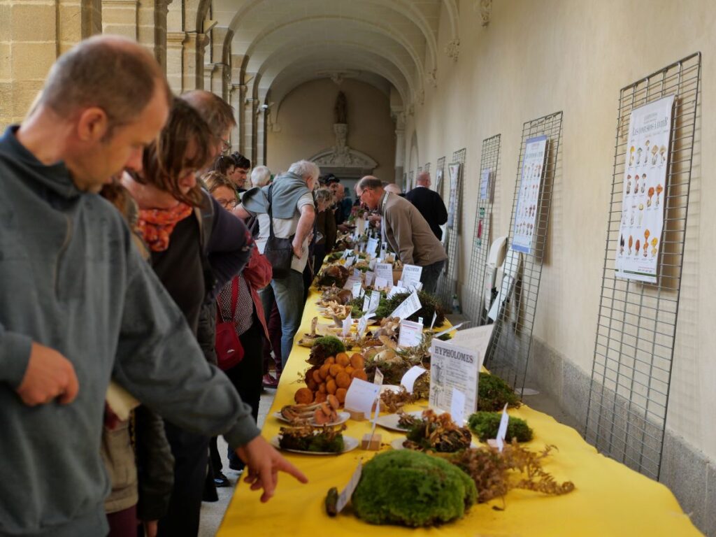 Exposition de champignons au cloître Saint-Sauveur