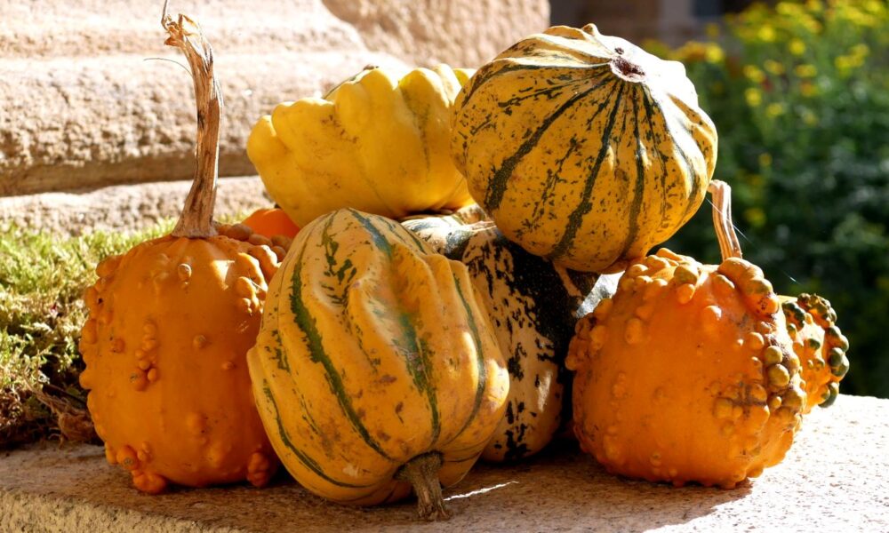 citrouilles au cloître de Redon, pendant la Teillouse