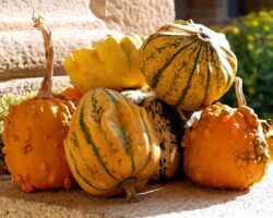 citrouilles au cloître de Redon, pendant la Teillouse