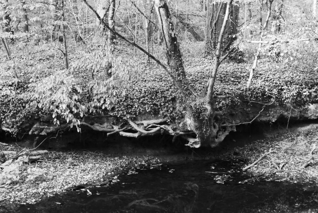 les racines plongent, mais la rivière est à sec