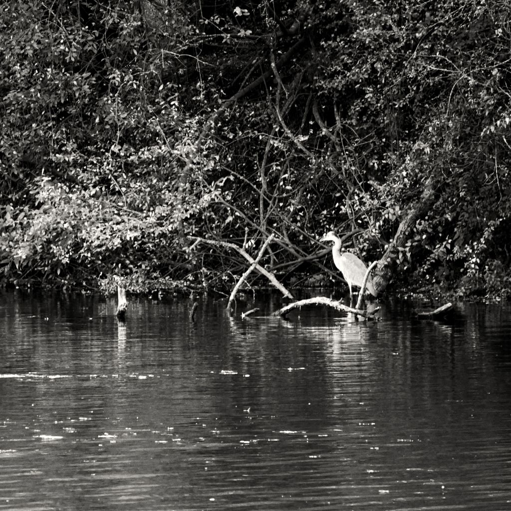 Un héron au bord du Don, à Guémené-Penfao