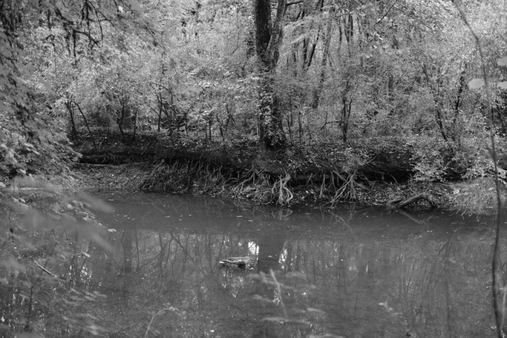 Les racines des arbres riverains plongent dans le Don asséché