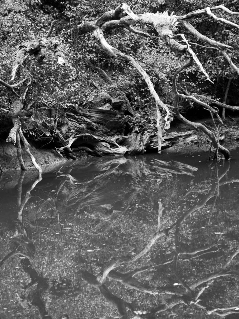 branches et racines au bord du Don, à Guémené-Penfao