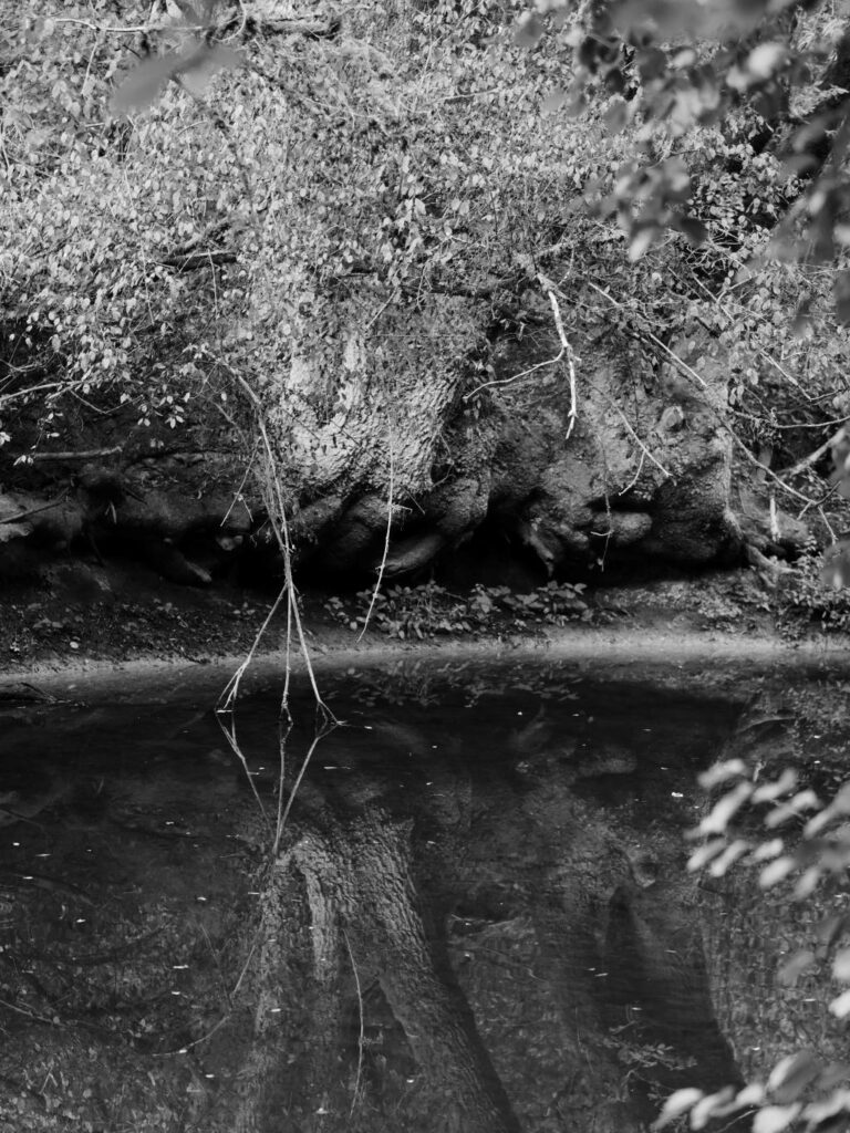 Arbres le long du Don, à Guémené-Penfao.