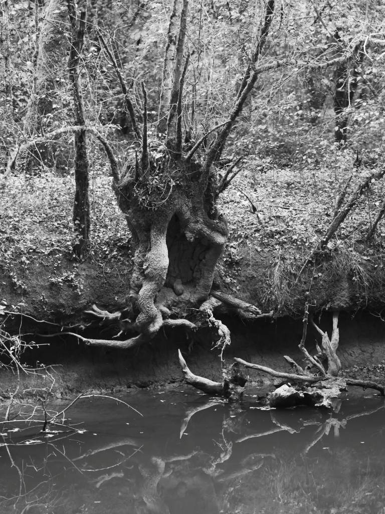 Tronc d'arbre aux racines sinueuses, sécheresse sur le Don